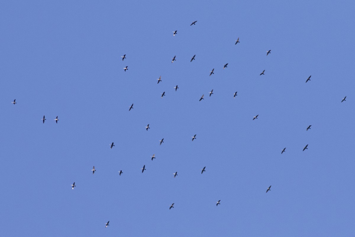 Double-crested Cormorant - ML644109953