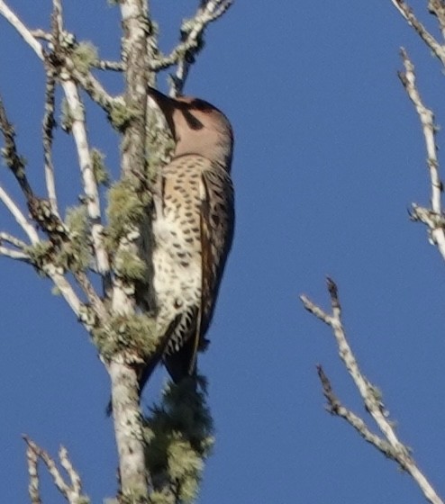 Northern Flicker - ML644109954