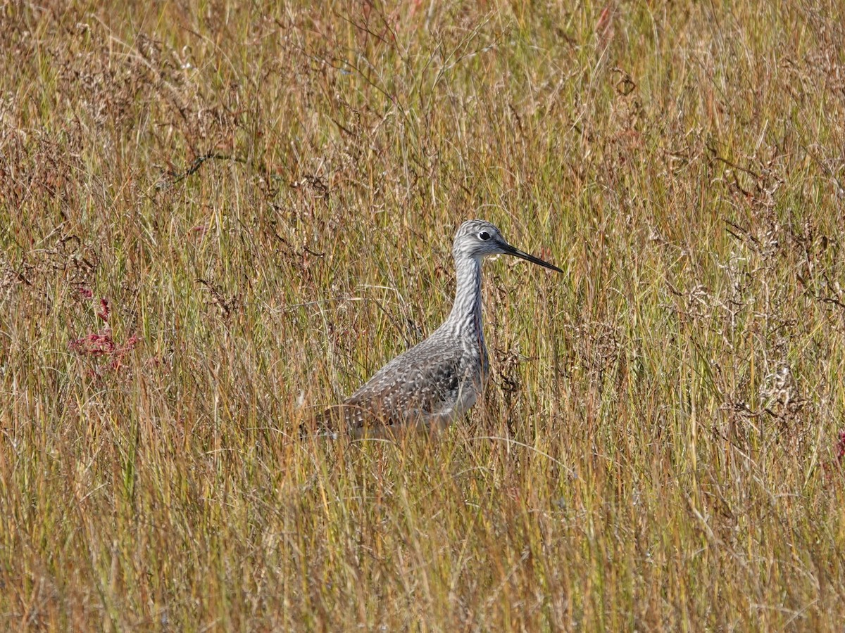 Greater Yellowlegs - ML644109956