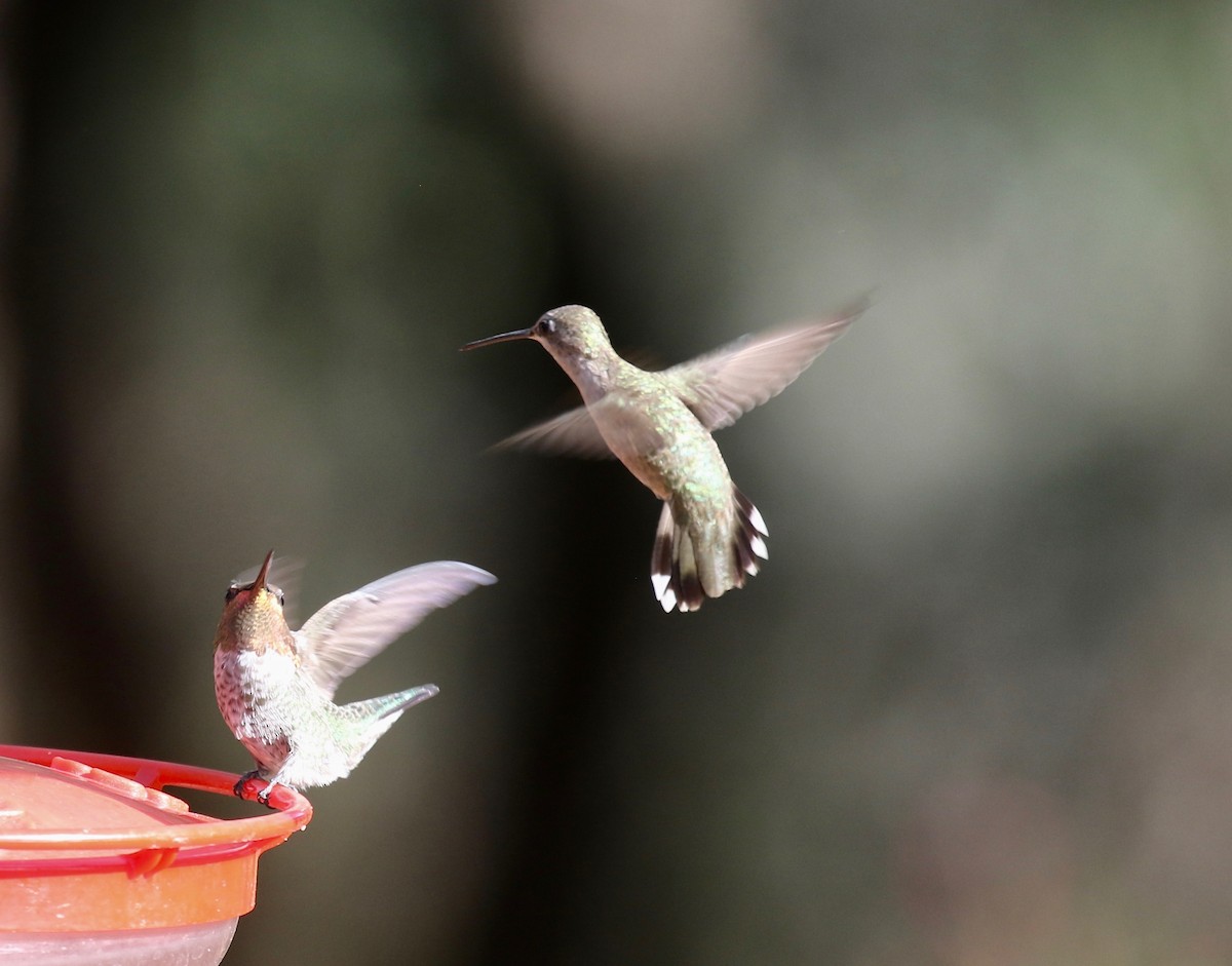 Black-chinned Hummingbird - ML644109957
