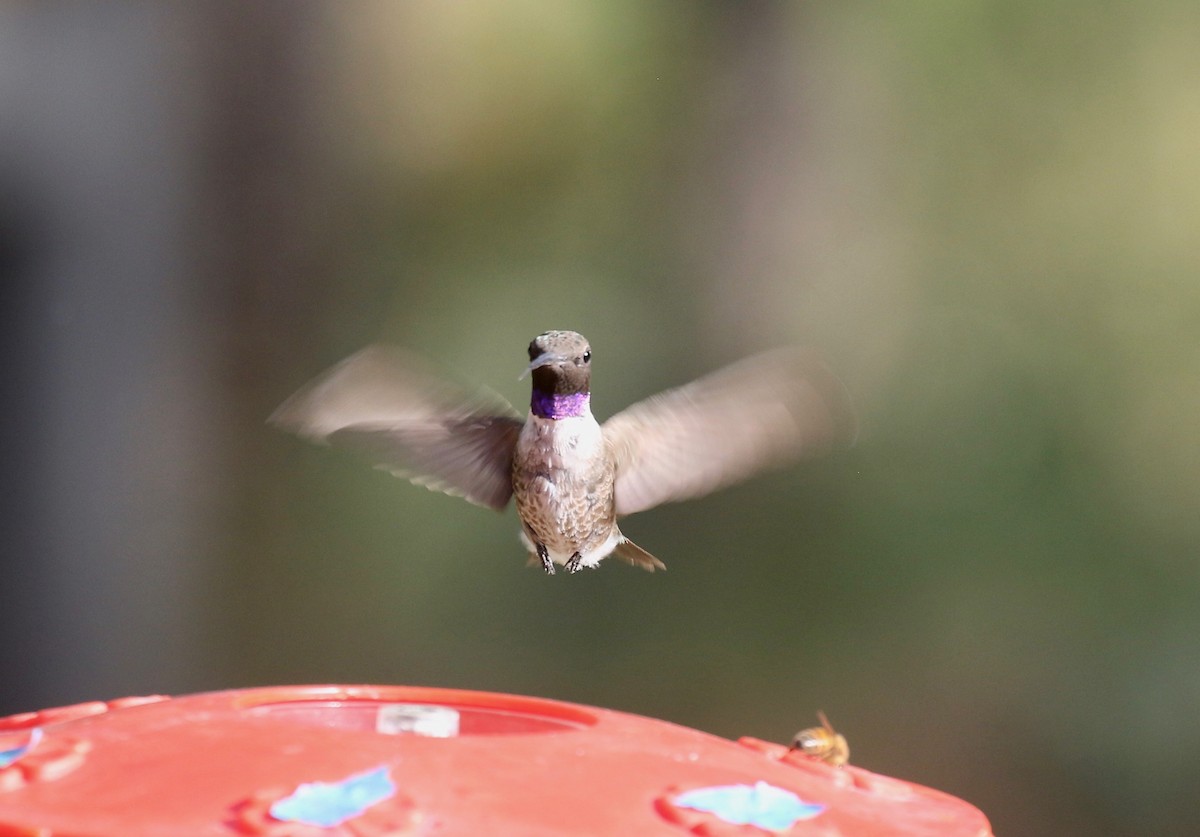 Black-chinned Hummingbird - ML644109958