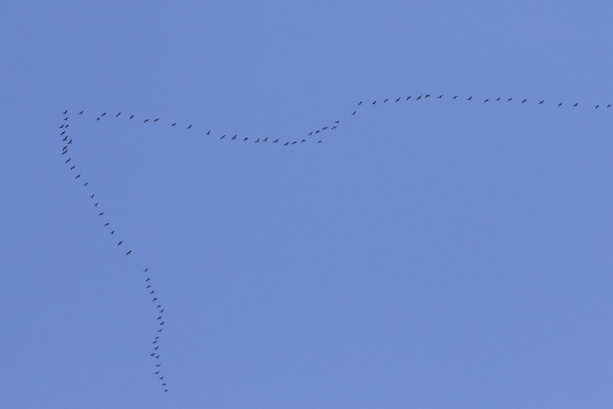 Double-crested Cormorant - ML644109959