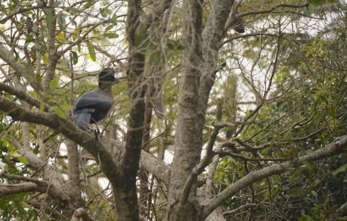 Purple-crested Turaco - ML644109960