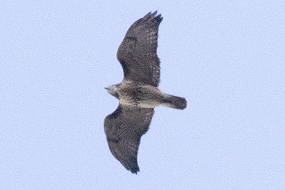Red-tailed Hawk - ML644109962