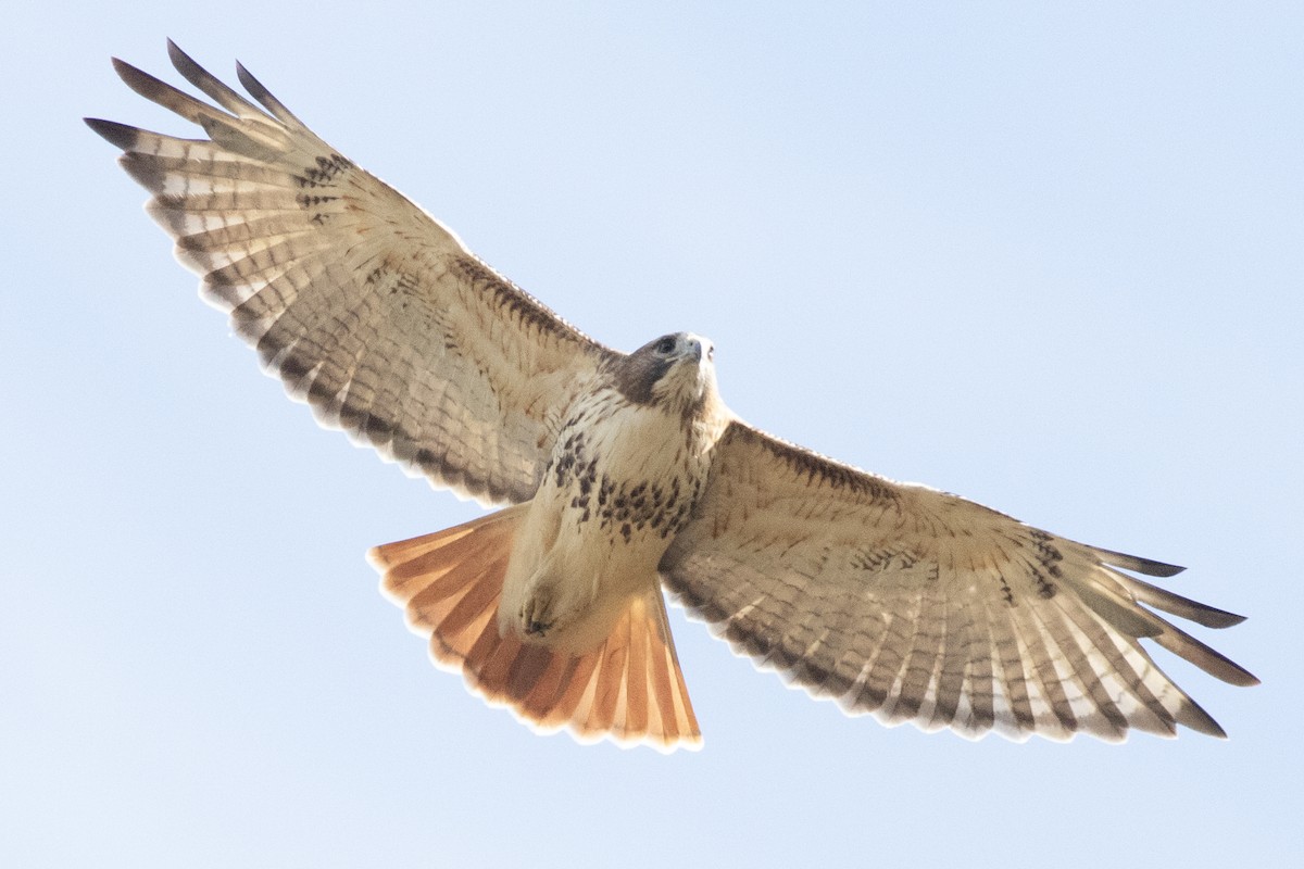 Red-tailed Hawk - ML644109963