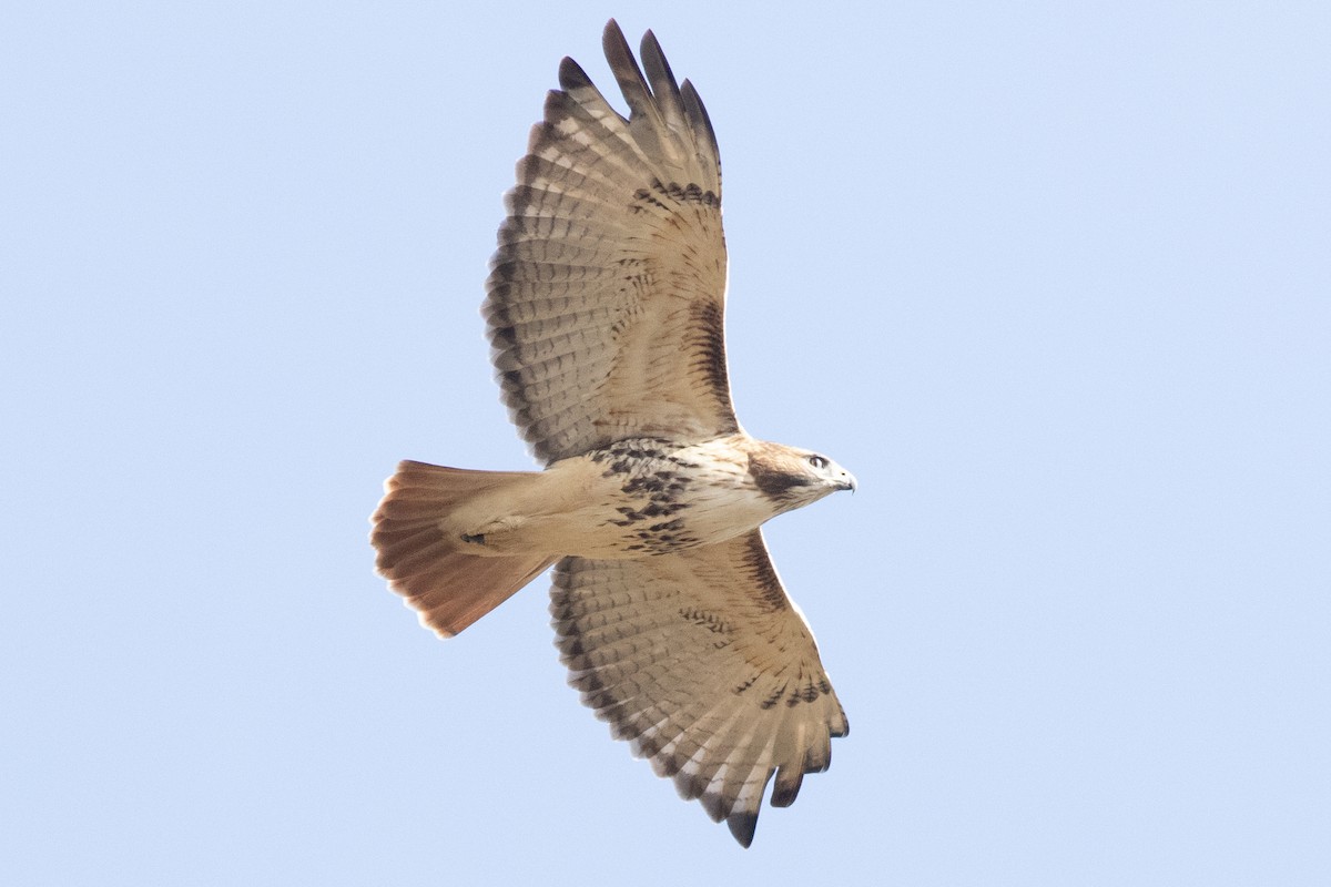 Red-tailed Hawk - ML644109964