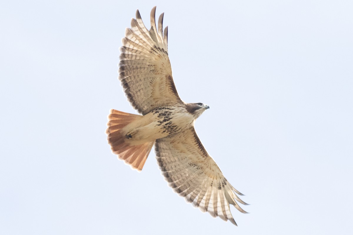 Red-tailed Hawk - ML644109965