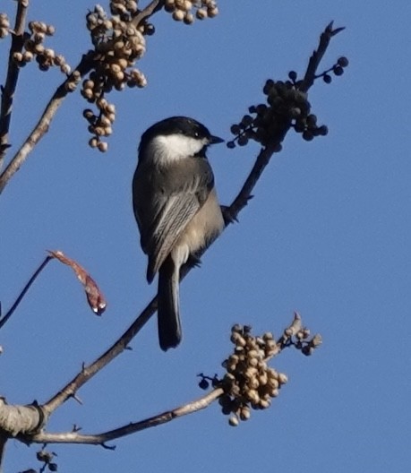 Carolina Chickadee - ML644109966