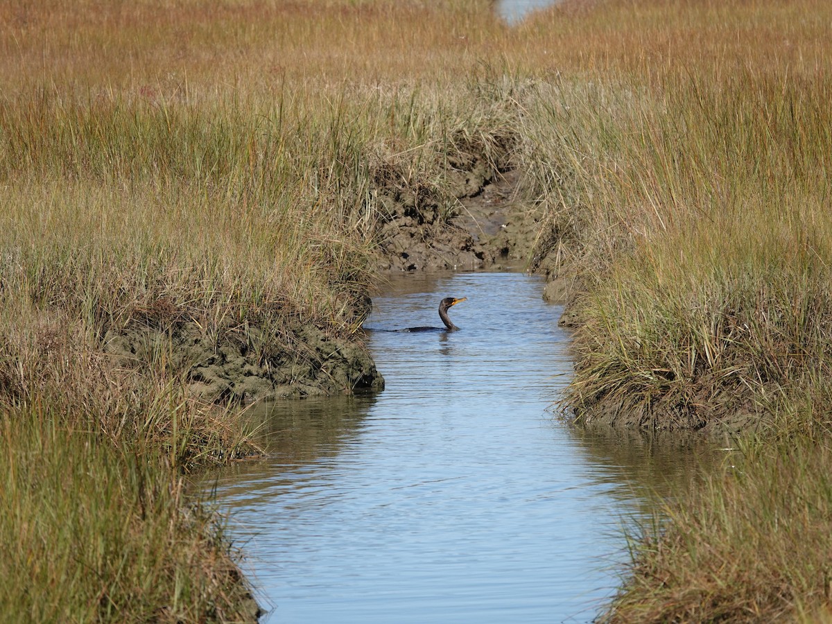Double-crested Cormorant - ML644109967