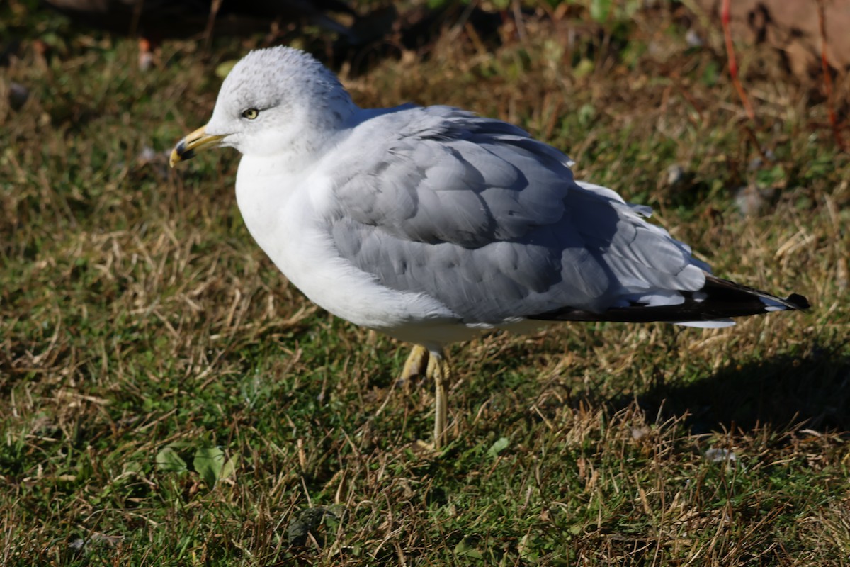 Ring-billed Gull - ML644109968