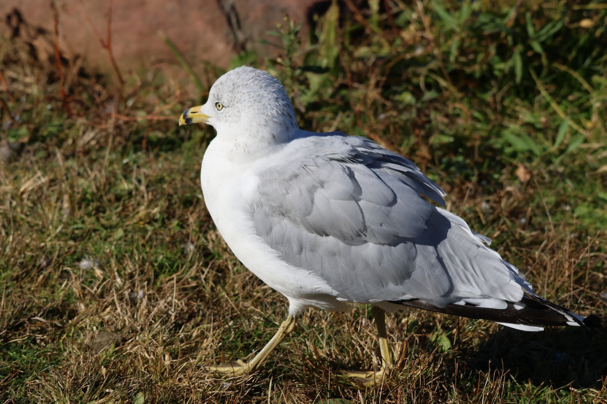 Ring-billed Gull - ML644109969