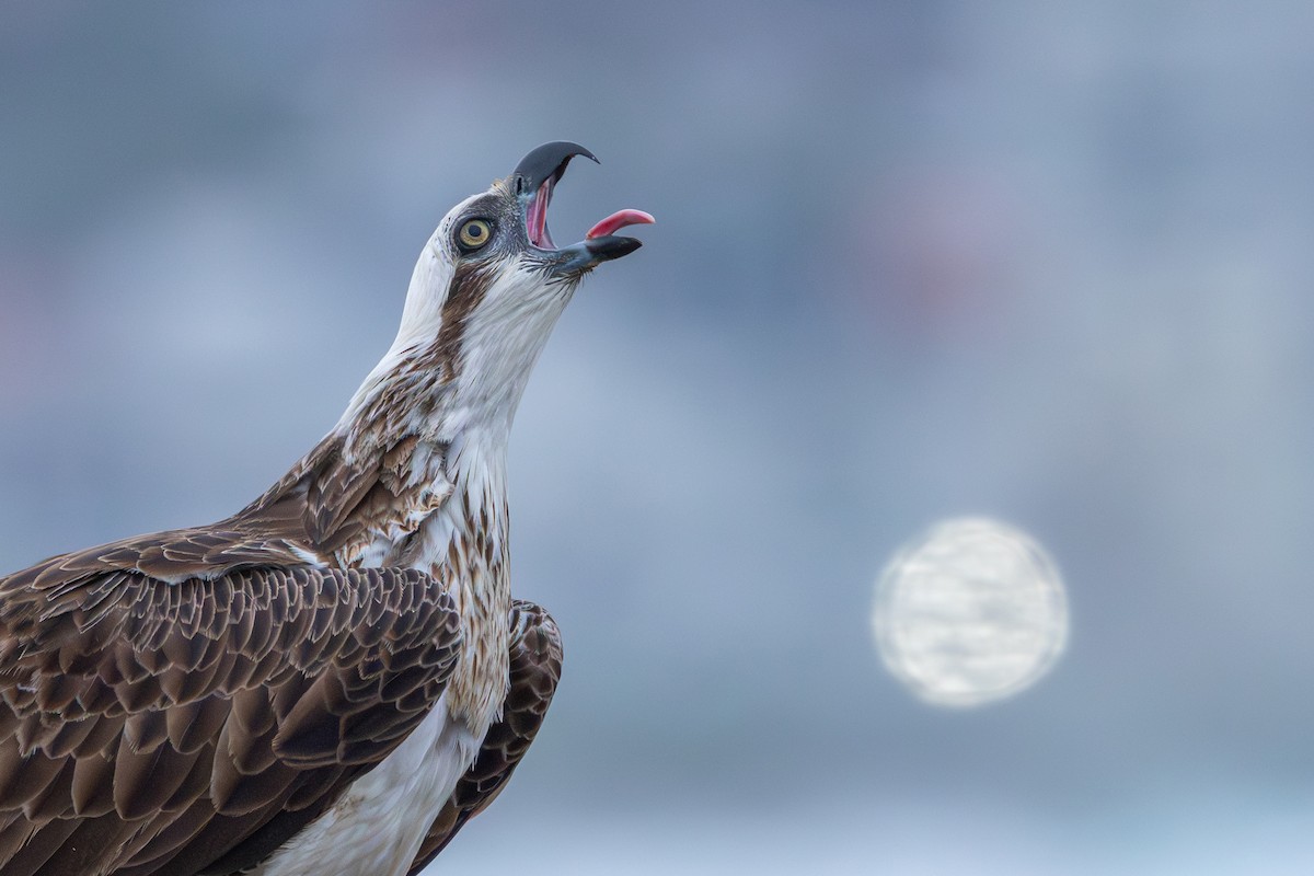 Osprey - ML644109971