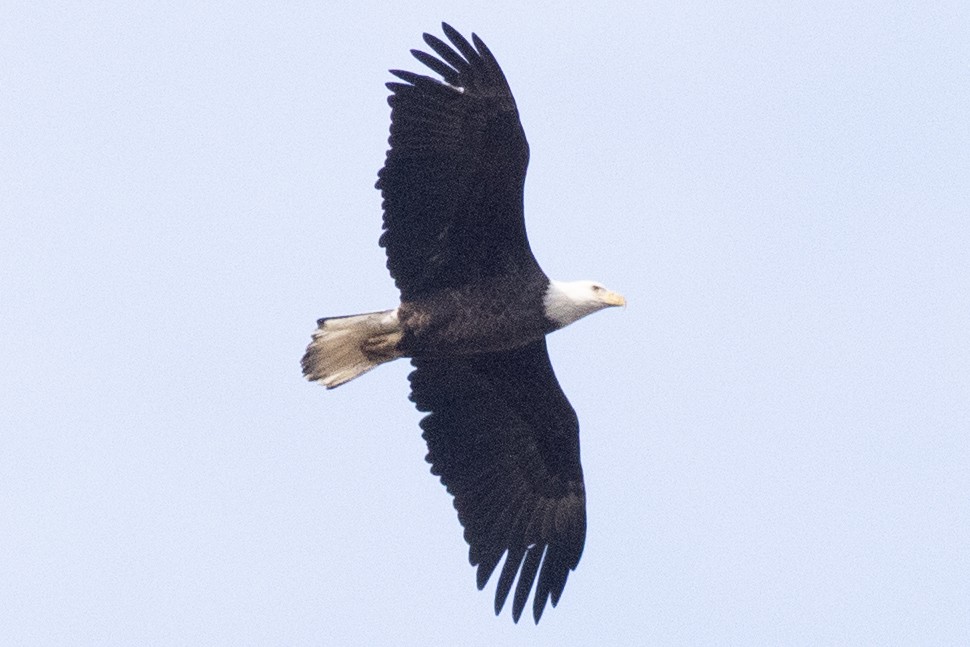 Bald Eagle - ML644109972
