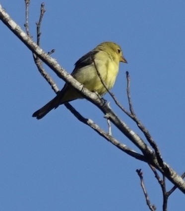 Piranga gorri-beltza - ML644110015