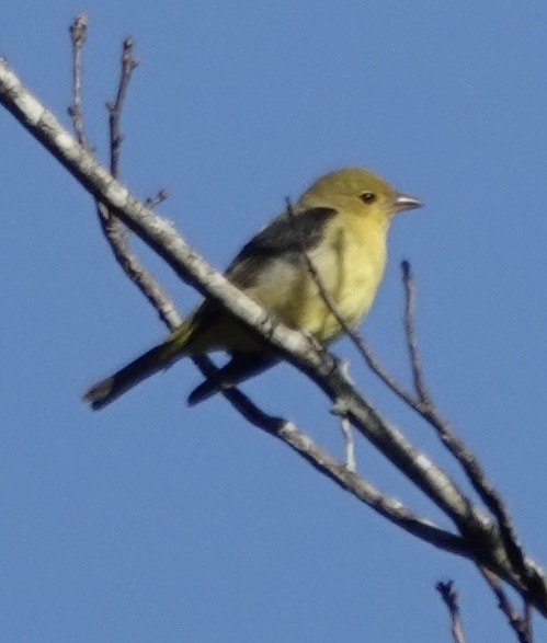 Piranga gorri-beltza - ML644110016