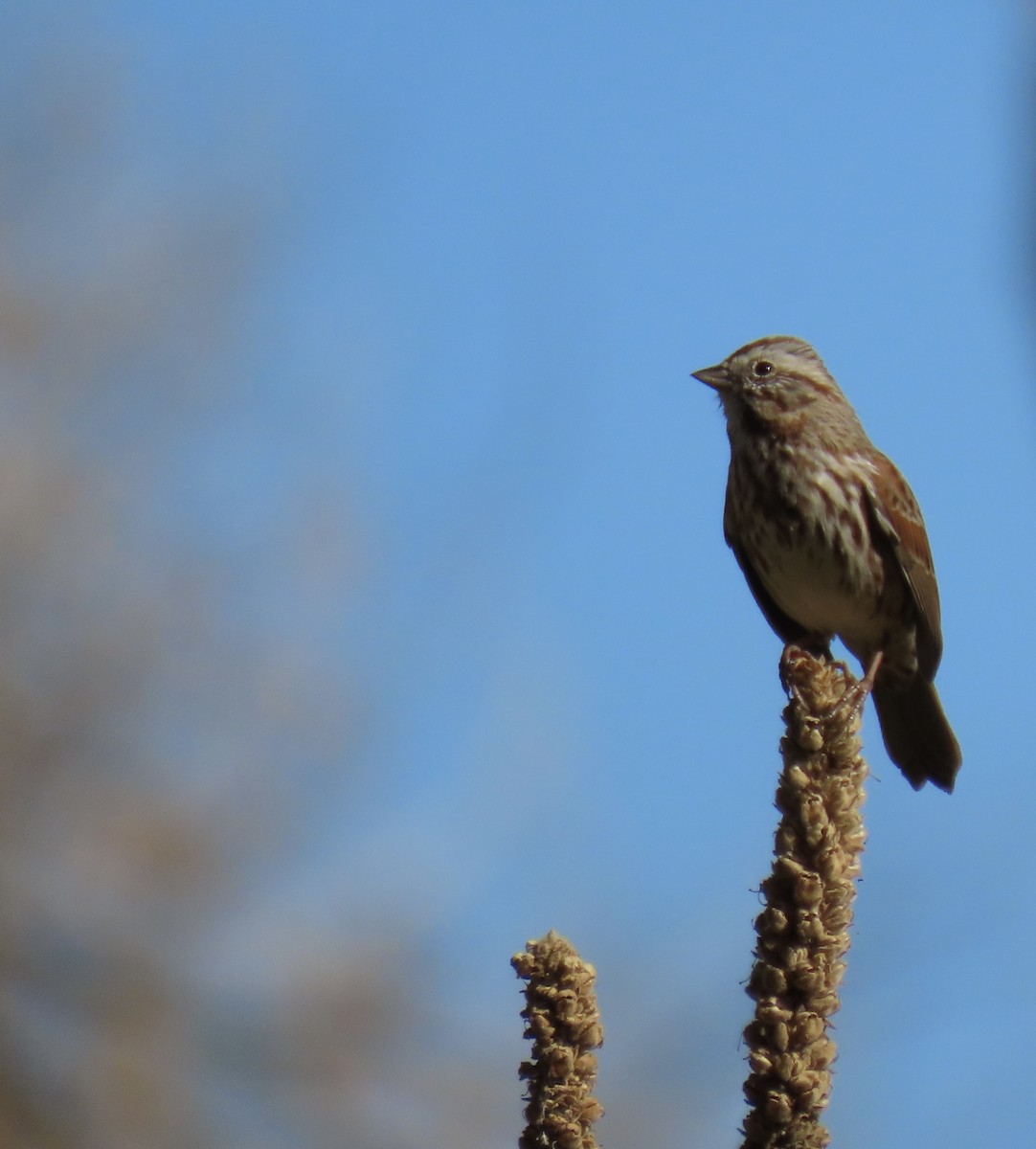 Song Sparrow - ML644110027