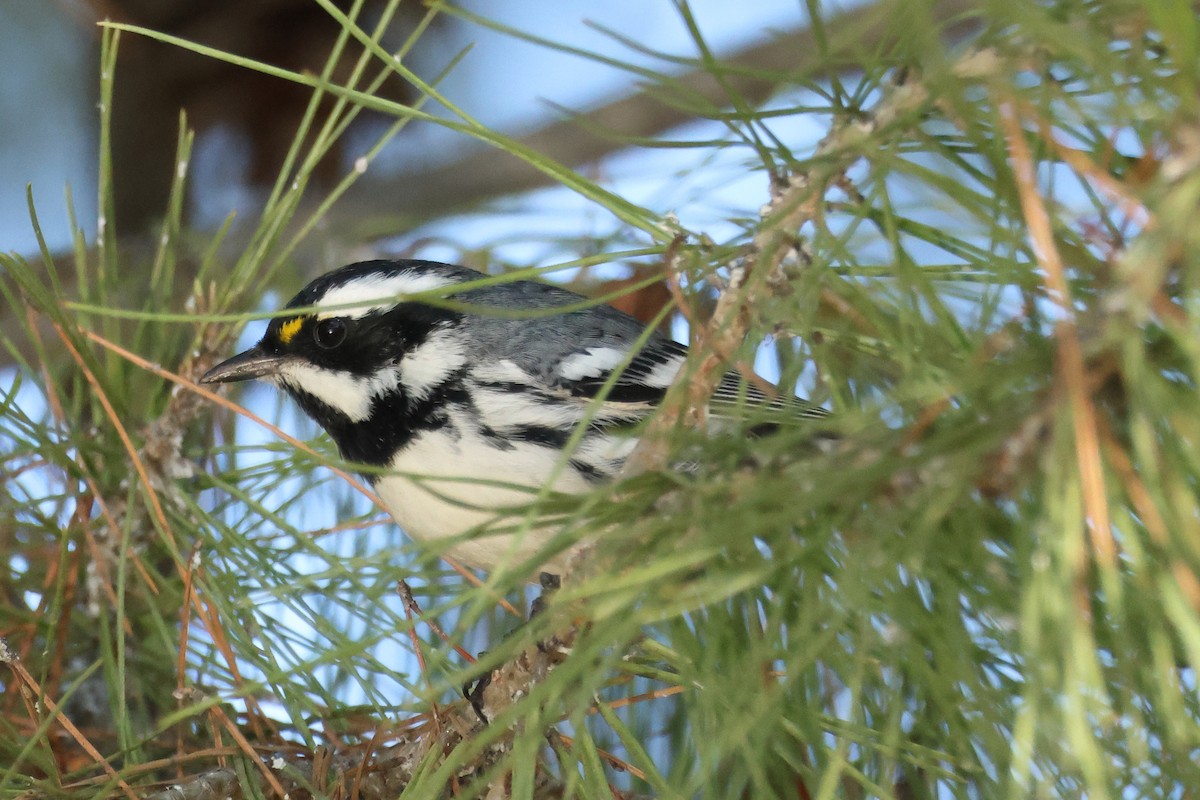 Black-throated Gray Warbler - ML644110029