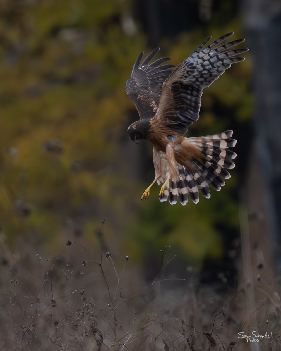 Northern Harrier - ML644110035