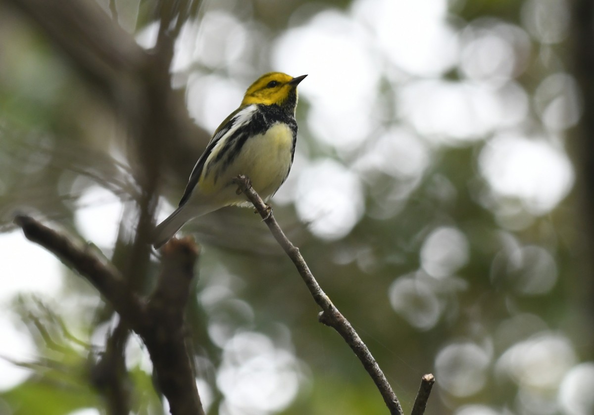 lesňáček proužkoboký - ML644110038