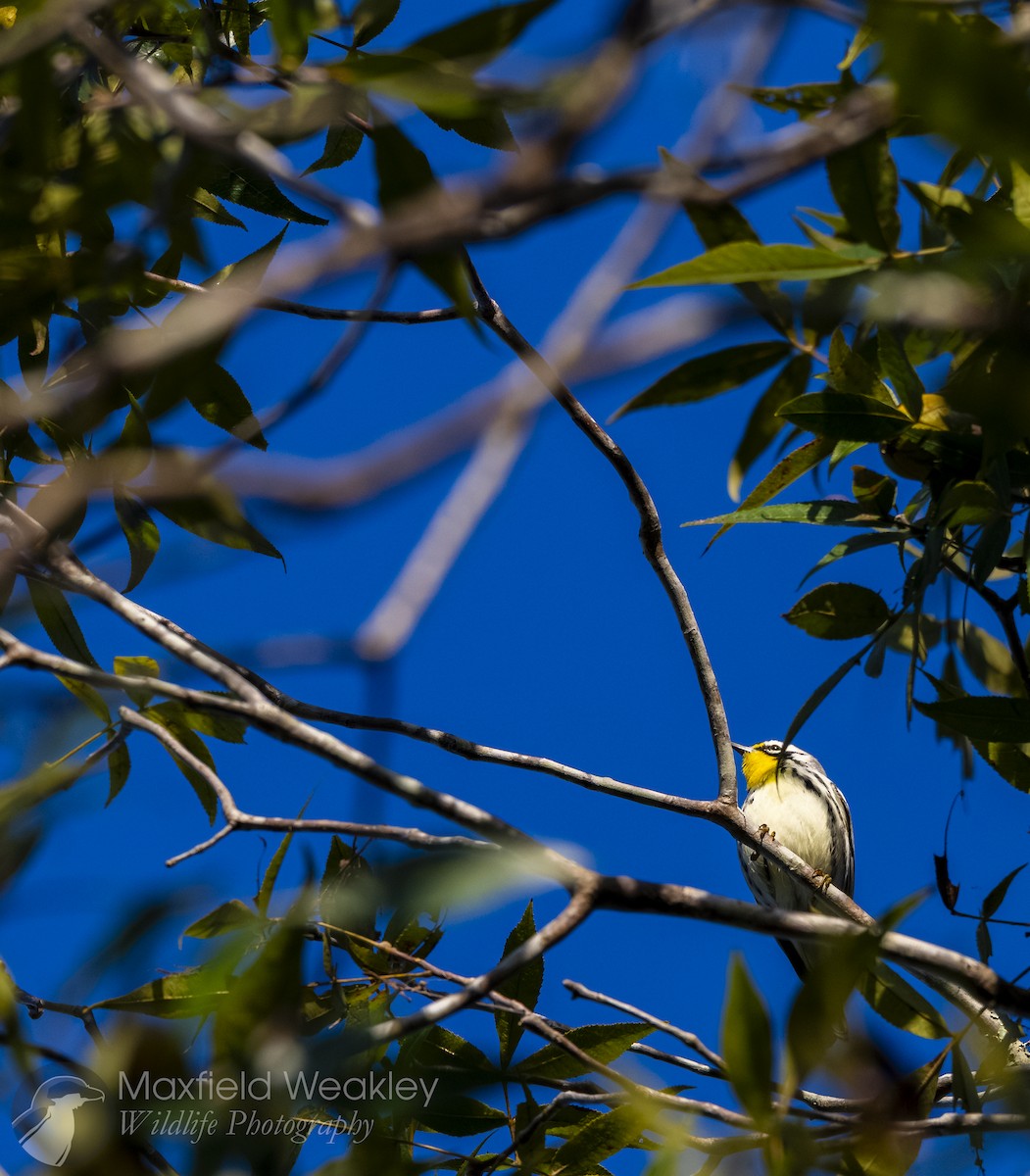 Paruline à gorge jaune (dominica/stoddardi) - ML644110080