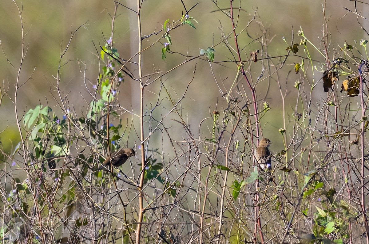Indigo Bunting - ML644110084