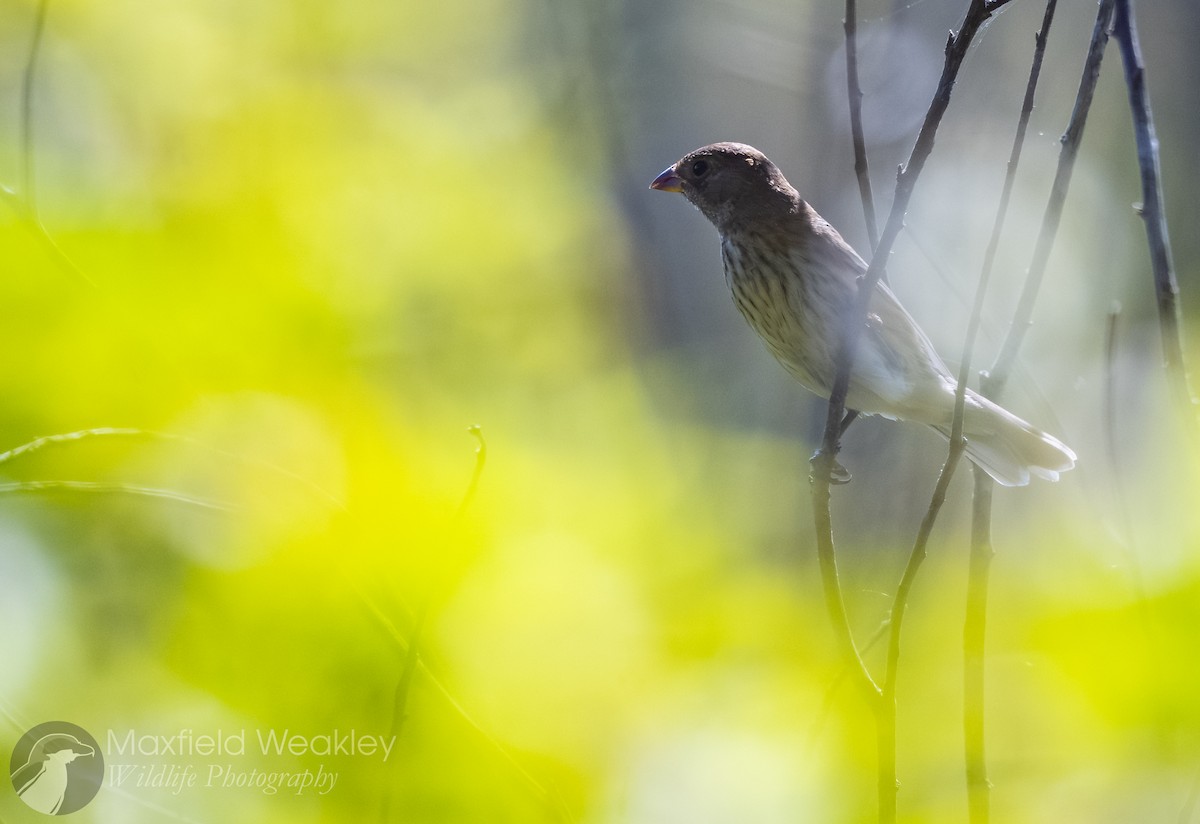 Indigo Bunting - ML644110085