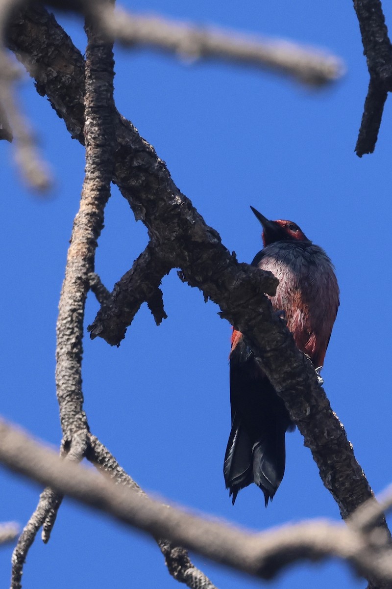 Lewis's Woodpecker - ML644110087