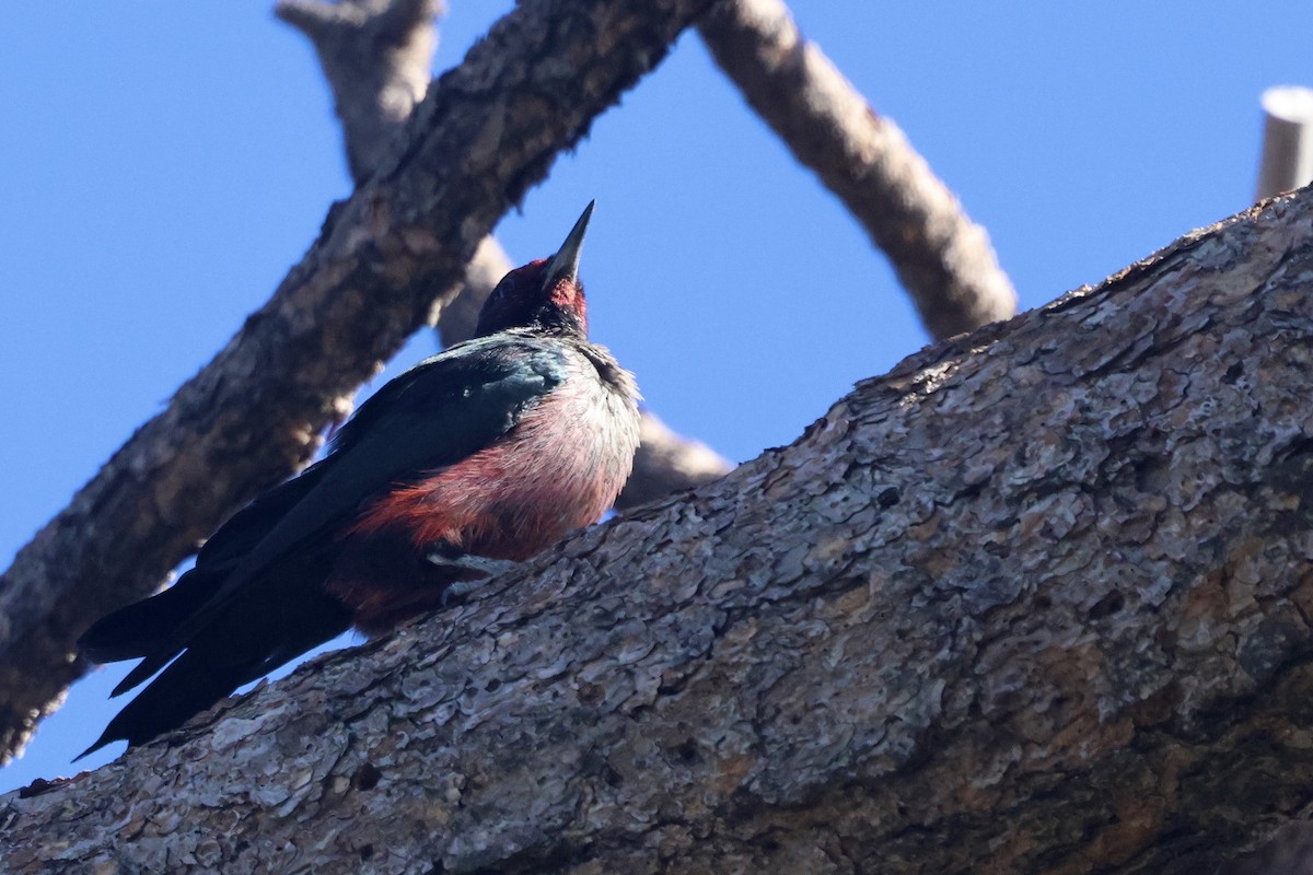 Lewis's Woodpecker - ML644110088