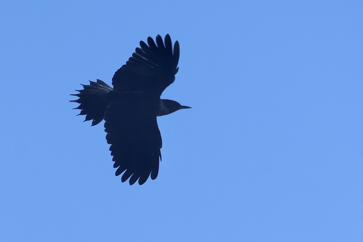 Lewis's Woodpecker - ML644110089