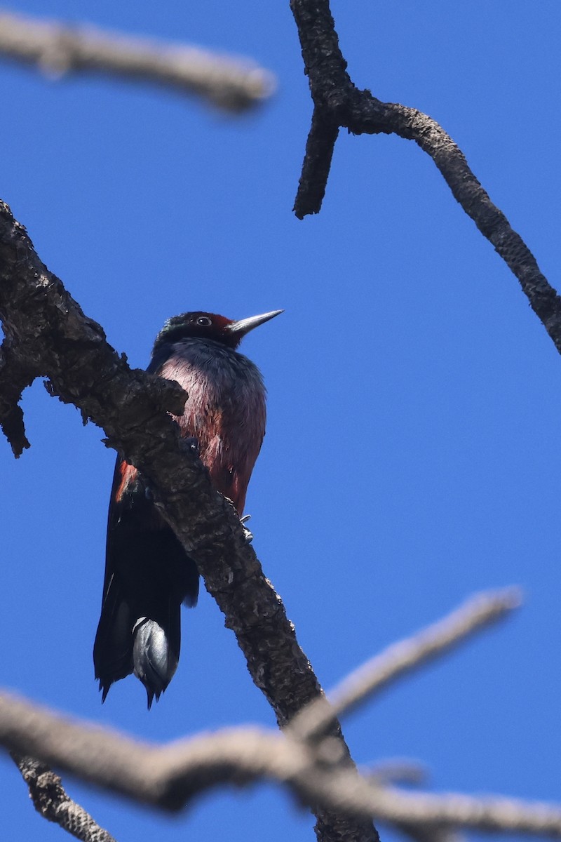 Lewis's Woodpecker - ML644110090