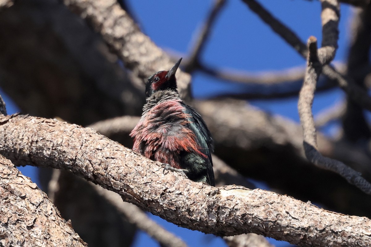 Lewis's Woodpecker - ML644110091