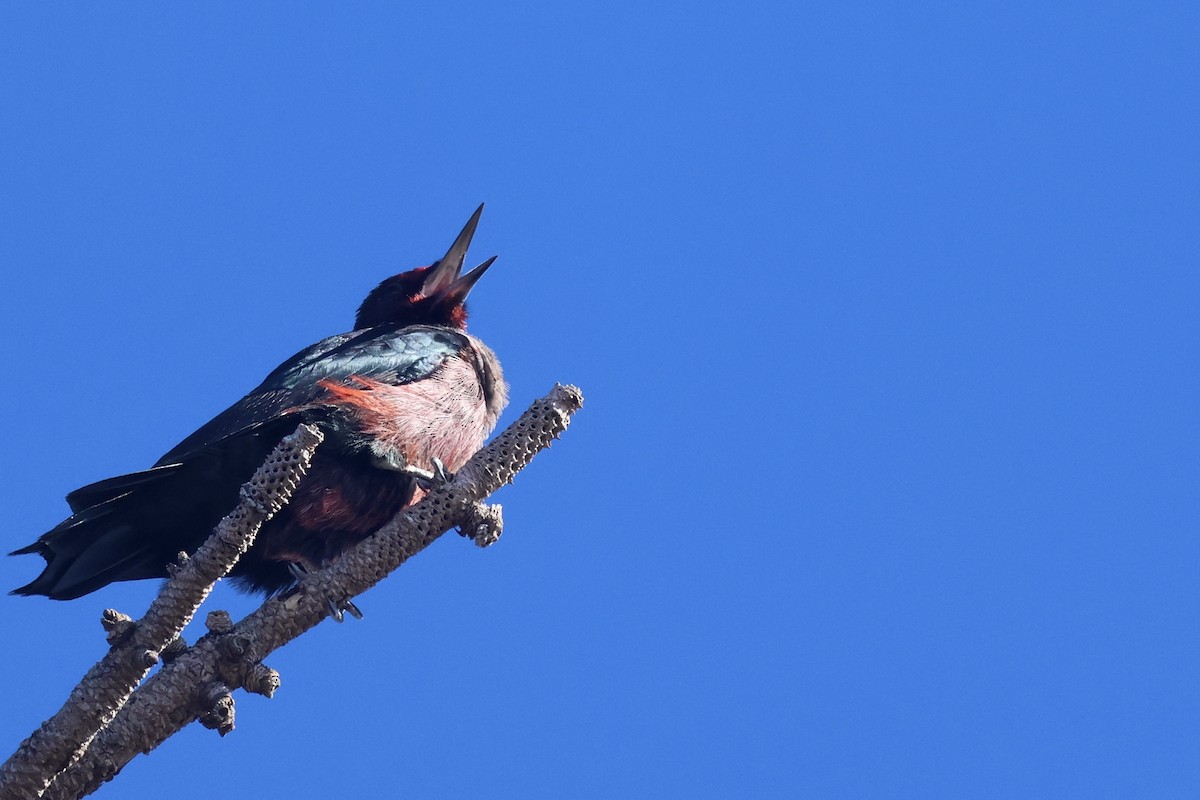 Lewis's Woodpecker - ML644110092