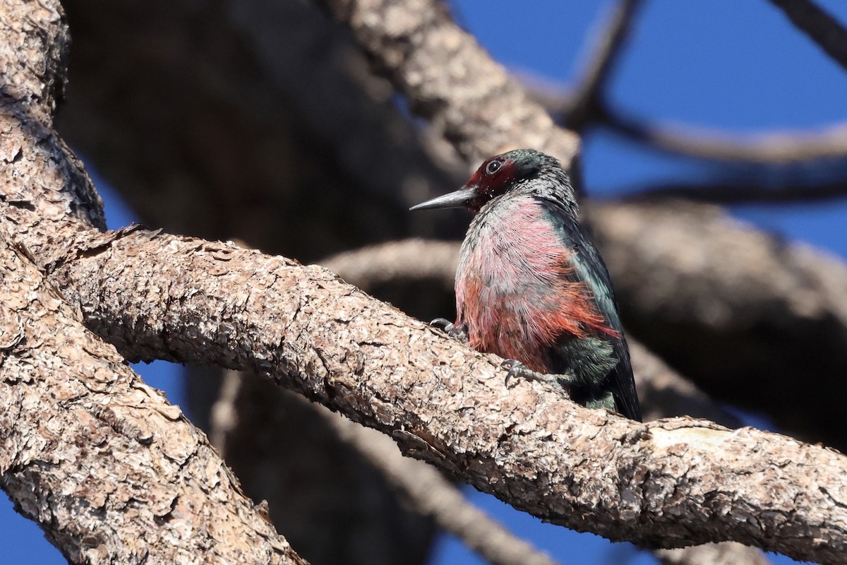 Lewis's Woodpecker - ML644110093