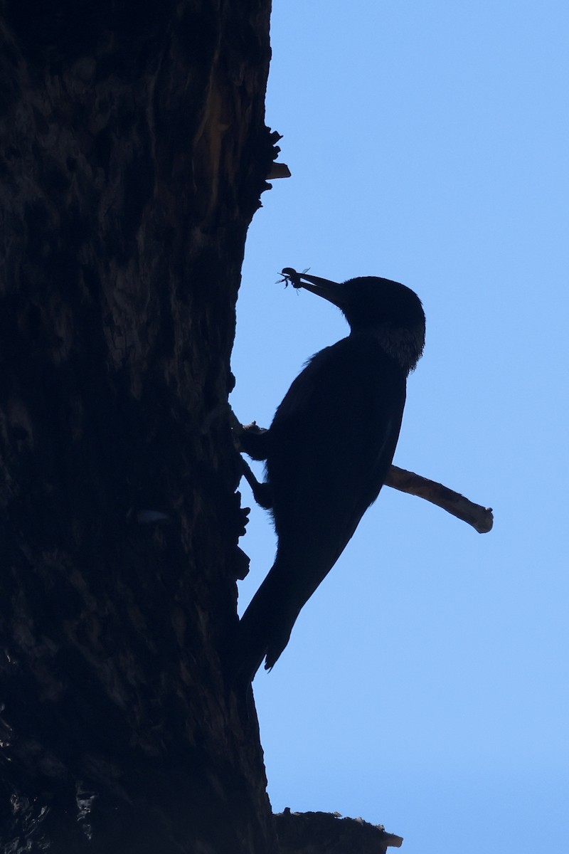 Lewis's Woodpecker - ML644110094