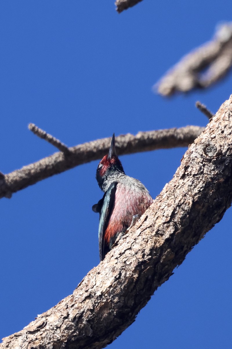 Lewis's Woodpecker - ML644110095