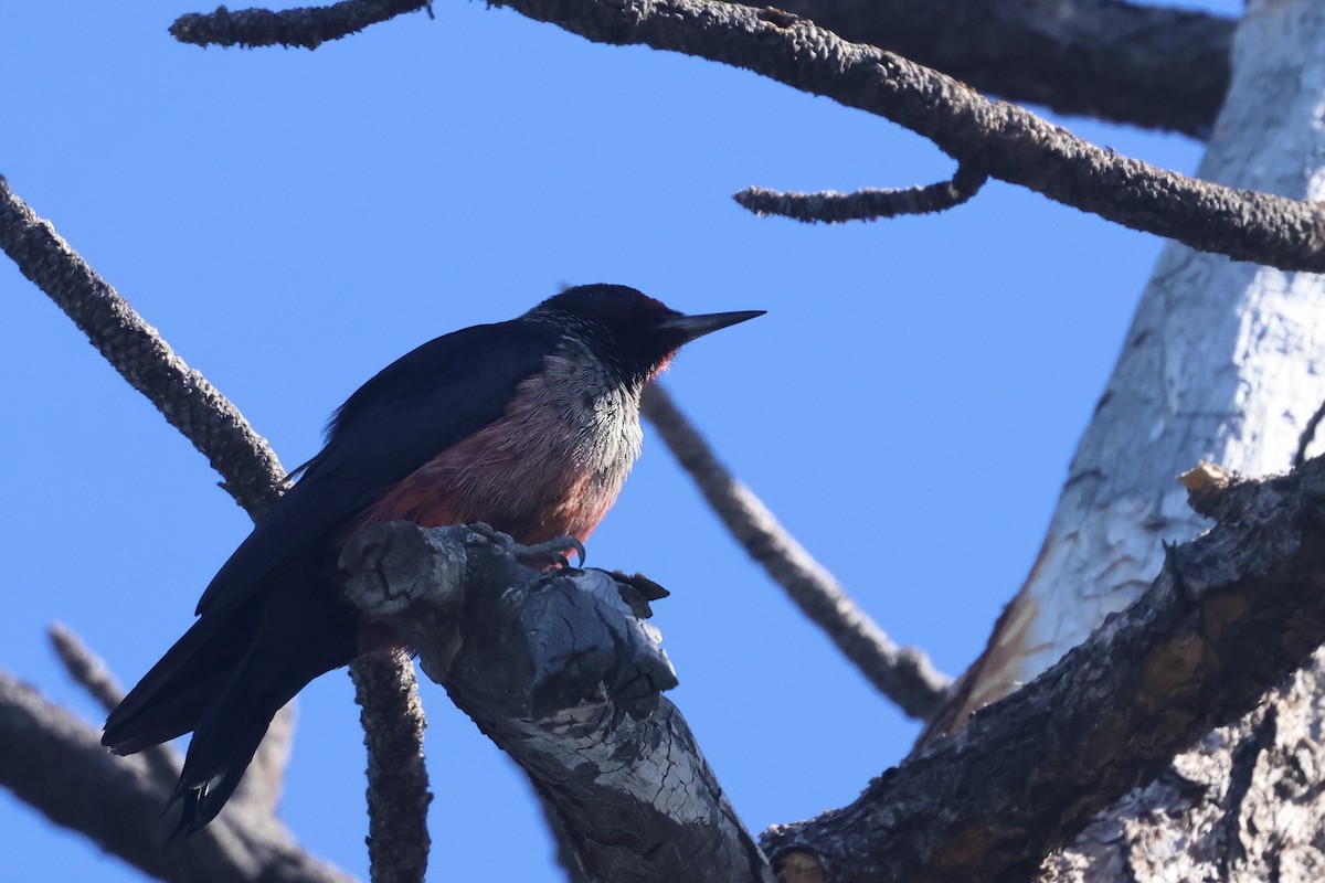 Lewis's Woodpecker - ML644110096