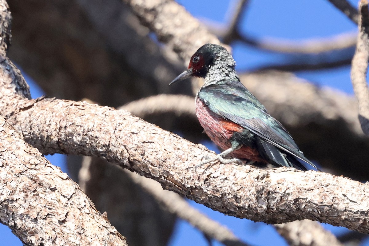 Lewis's Woodpecker - ML644110098