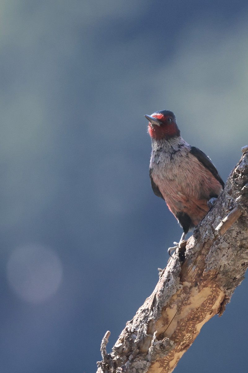 Lewis's Woodpecker - ML644110099