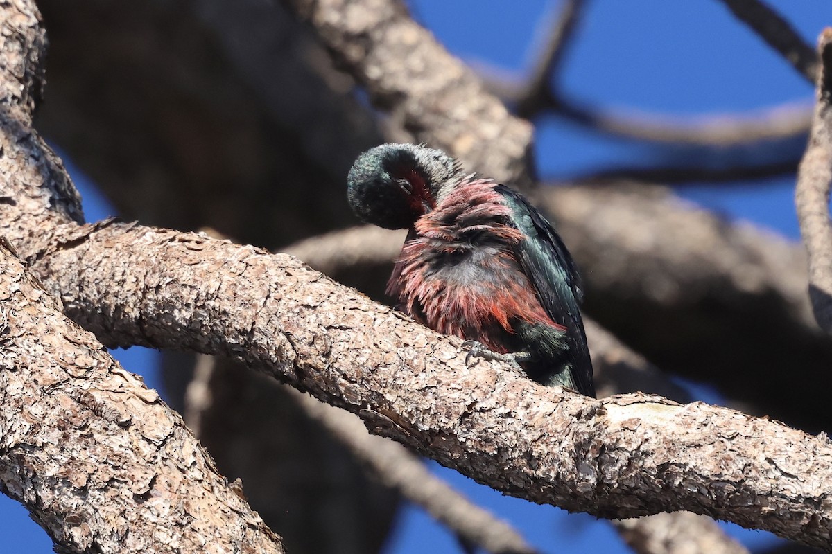Lewis's Woodpecker - ML644110100