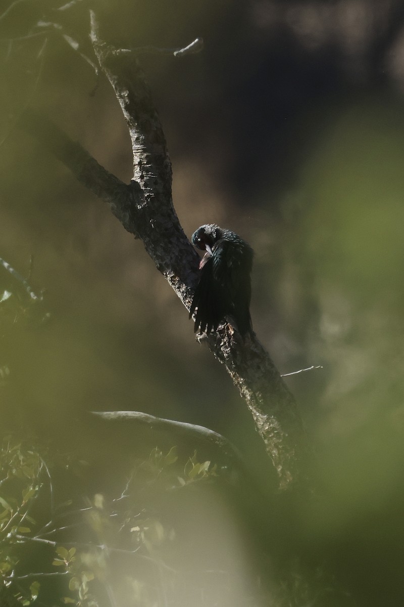 Lewis's Woodpecker - ML644110101