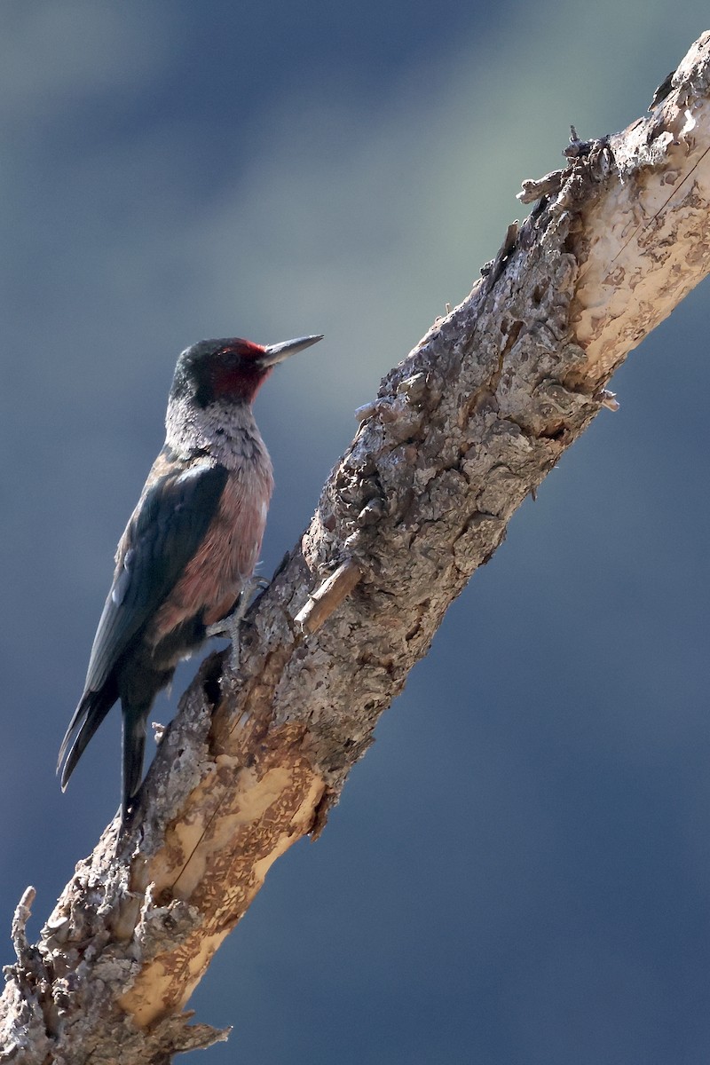 Lewis's Woodpecker - ML644110103