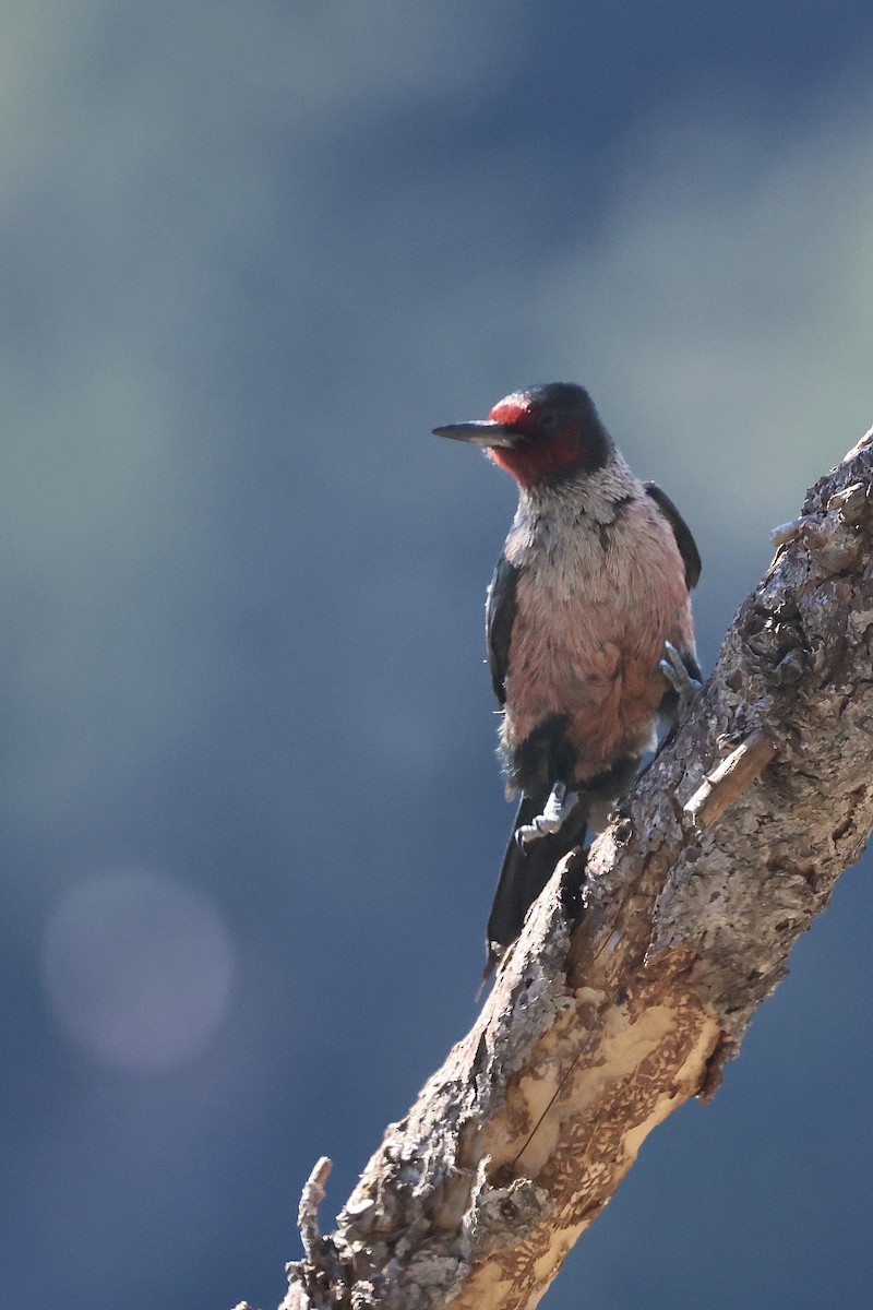 Lewis's Woodpecker - ML644110104