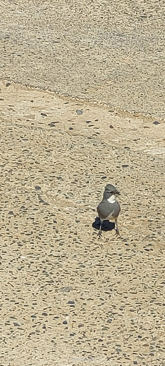 Diuca Finch - ML644110127