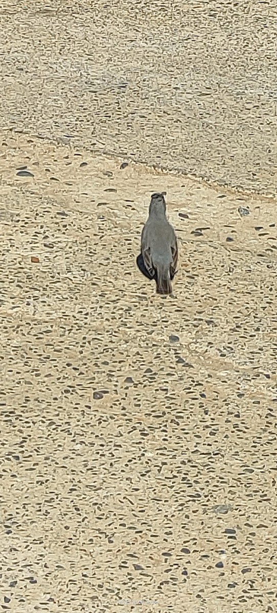 Diuca Finch - ML644110128