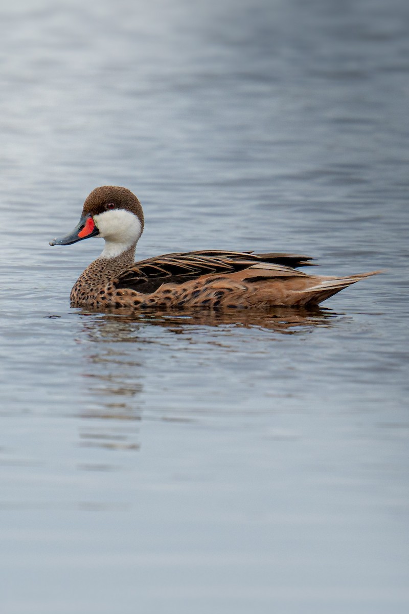 White-cheeked Pintail - ML644110135