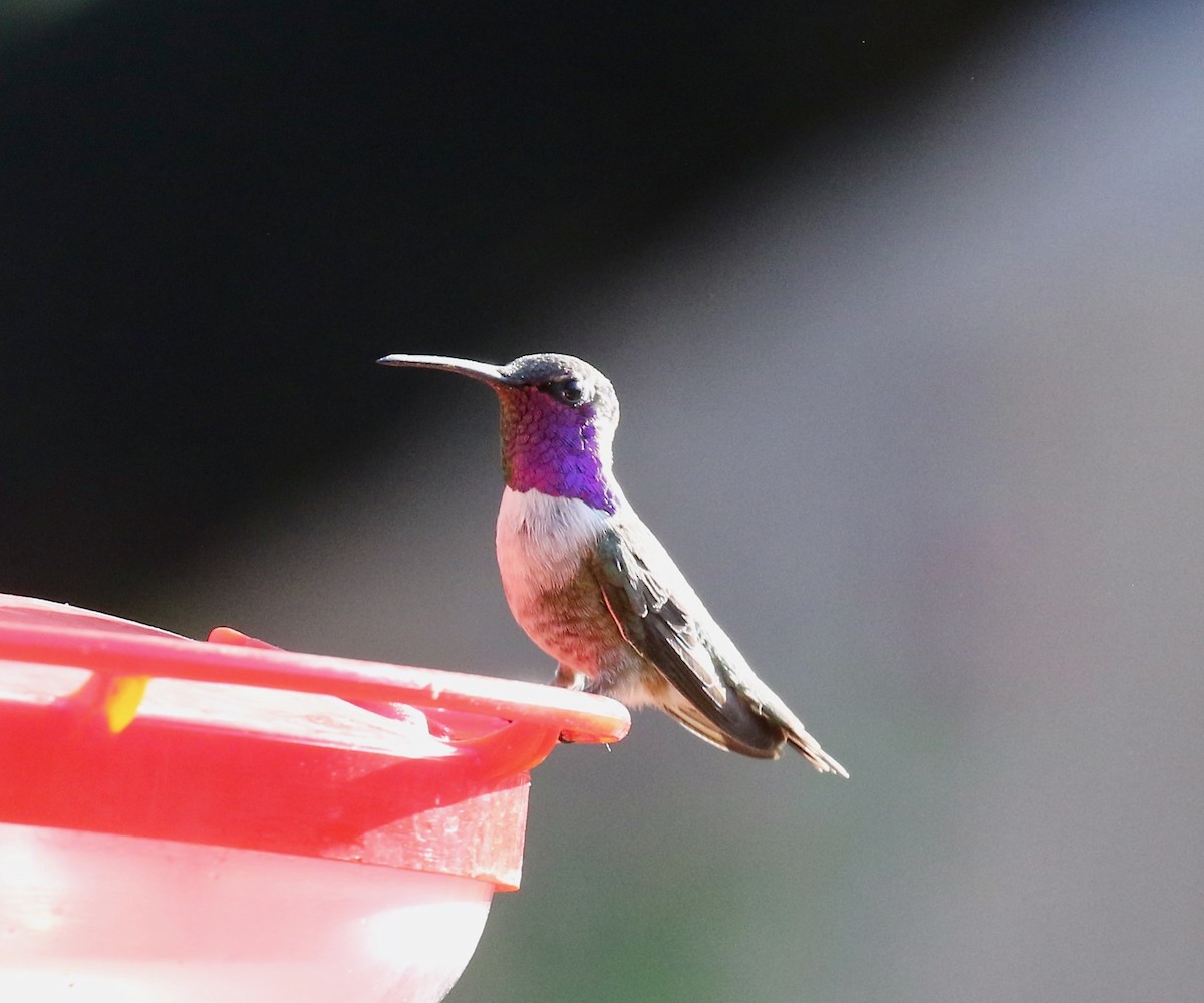 Colibri lucifer - ML644110141