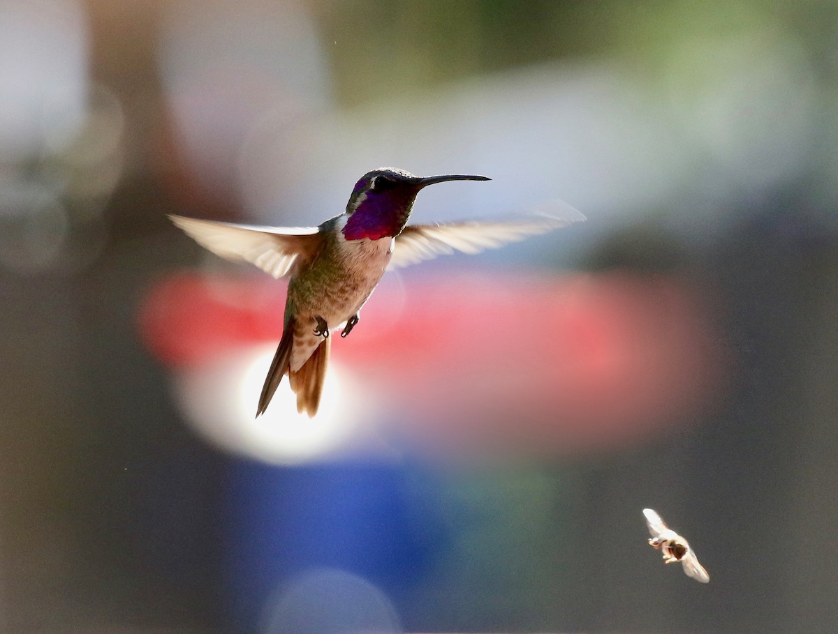 Colibri lucifer - ML644110147