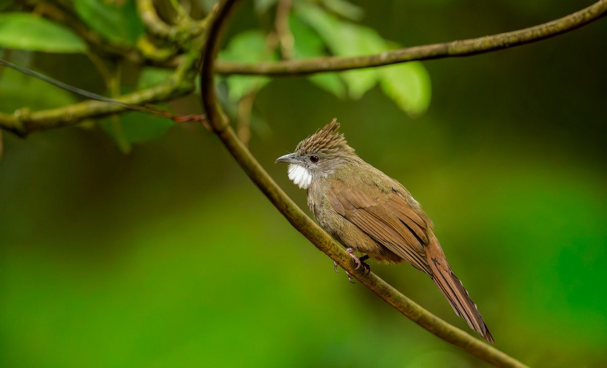 Penan Bulbul - ML644110198
