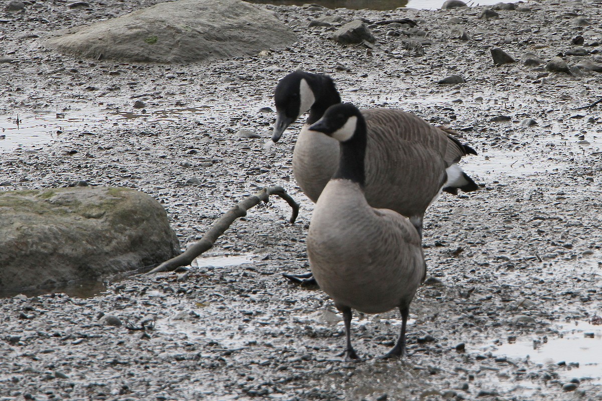 Cackling Goose - ML644110202