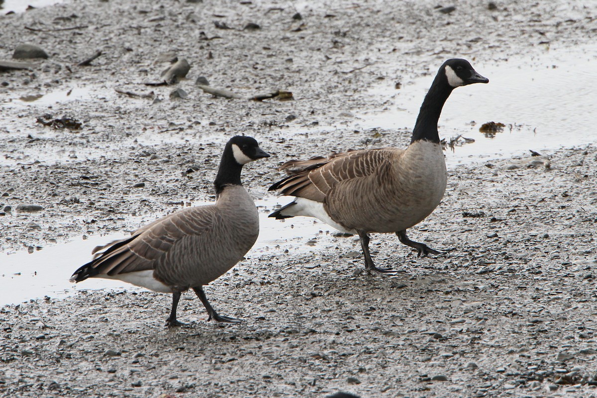 Cackling Goose - ML644110203